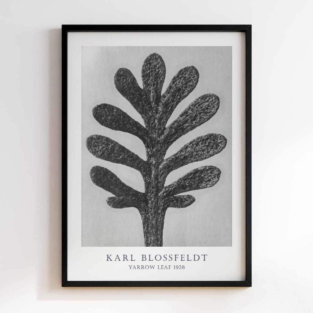 Постер Карл Блоссфельдт (Karl Blossfeldt) KB01