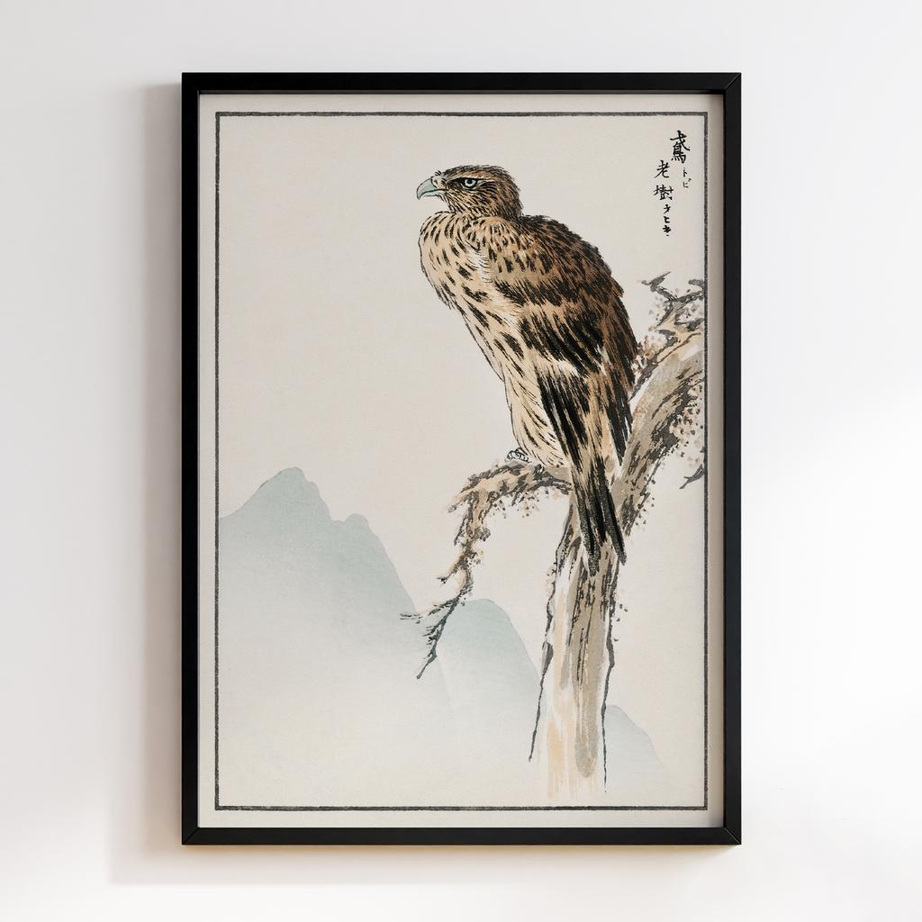 Постер Black-eared Kite illustration by Numata Kashu