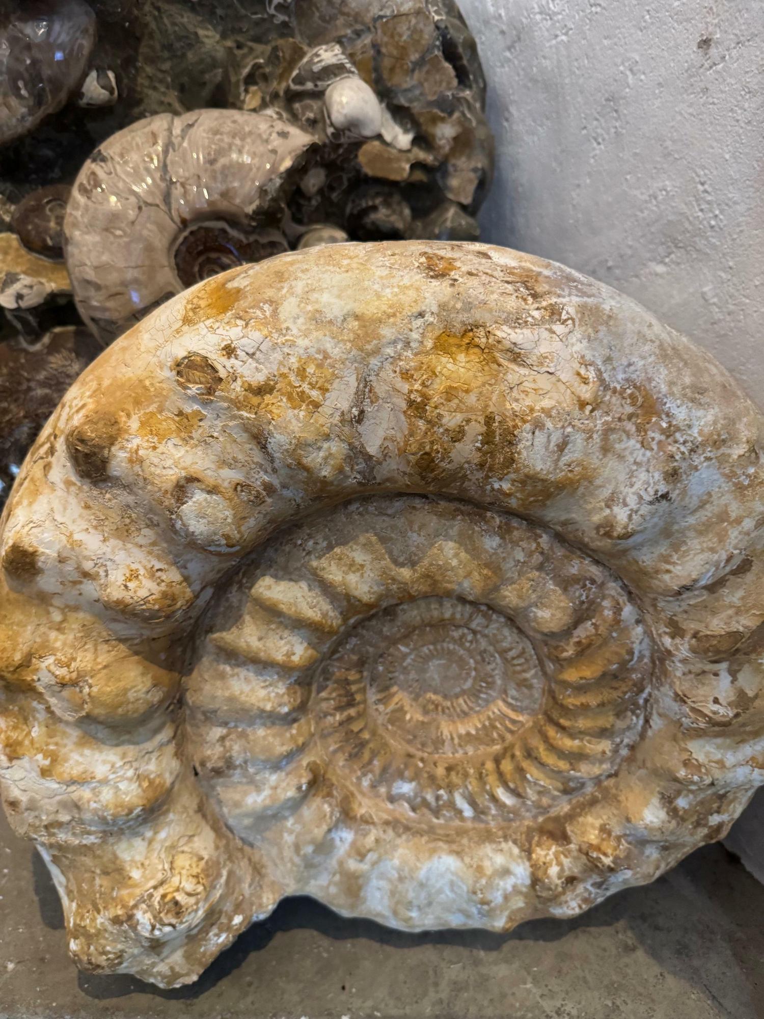 AMMONITE