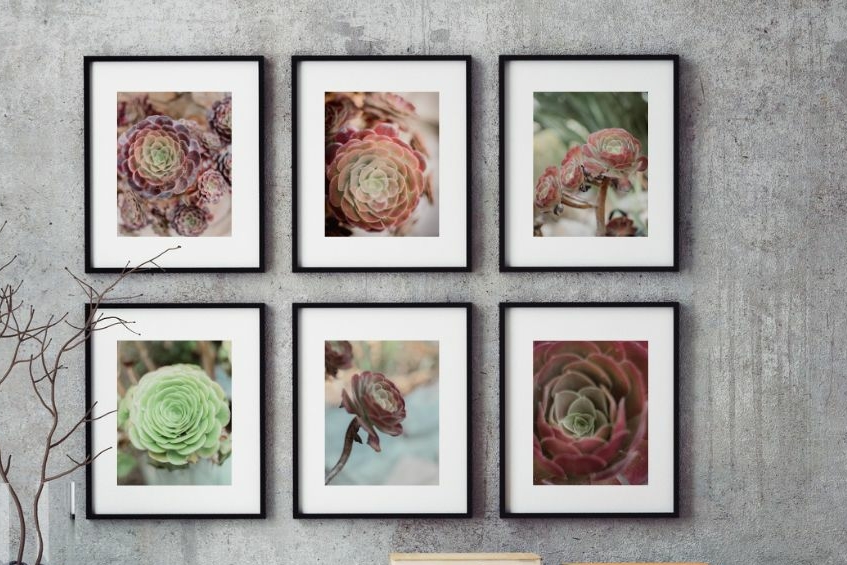 Succulent Whispers