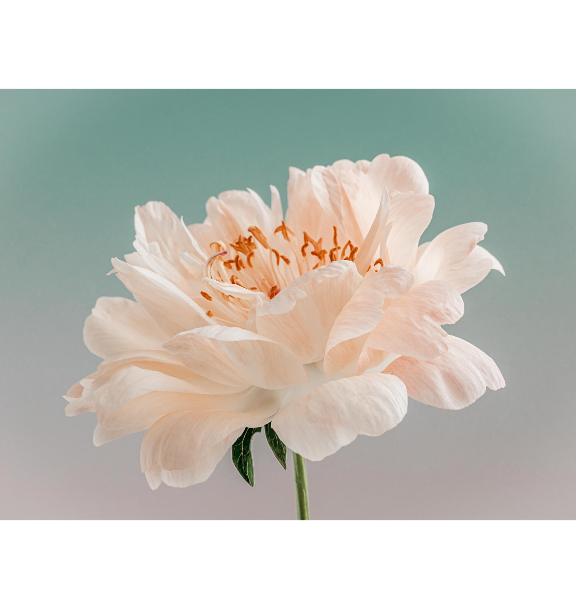 Grace of Peonies #1