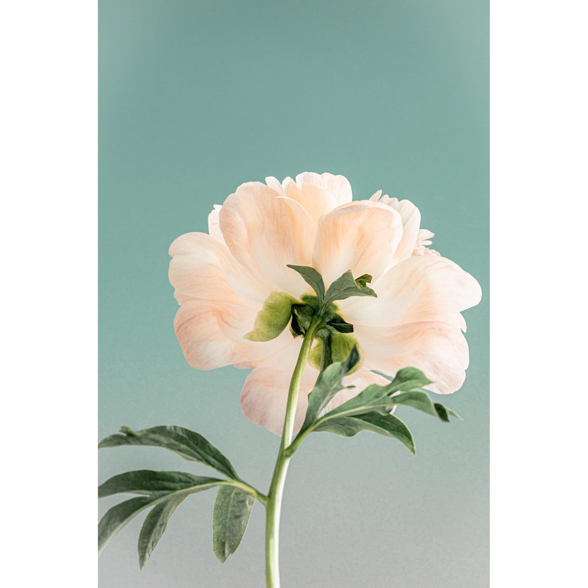 Grace of Peonies #2