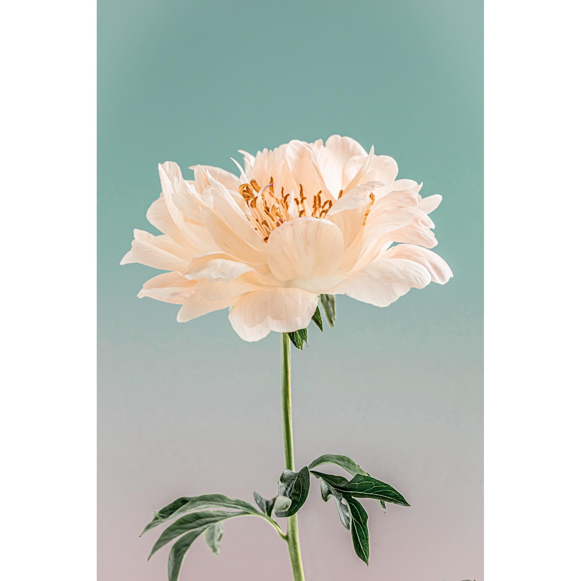 Grace of Peonies #3
