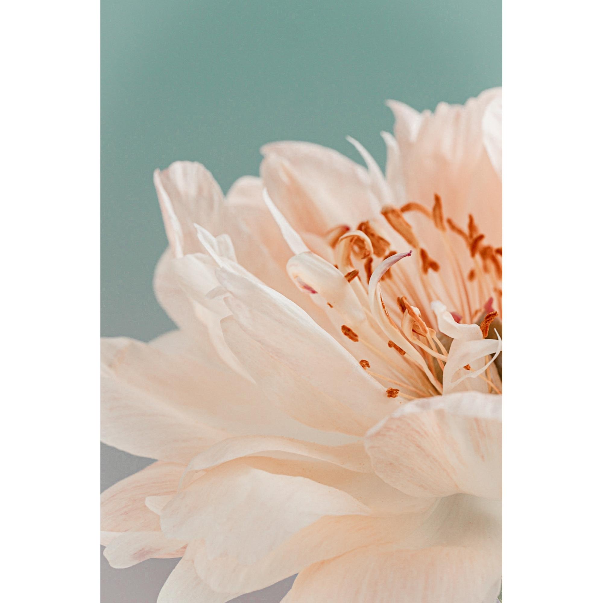 Grace of Peonies #4
