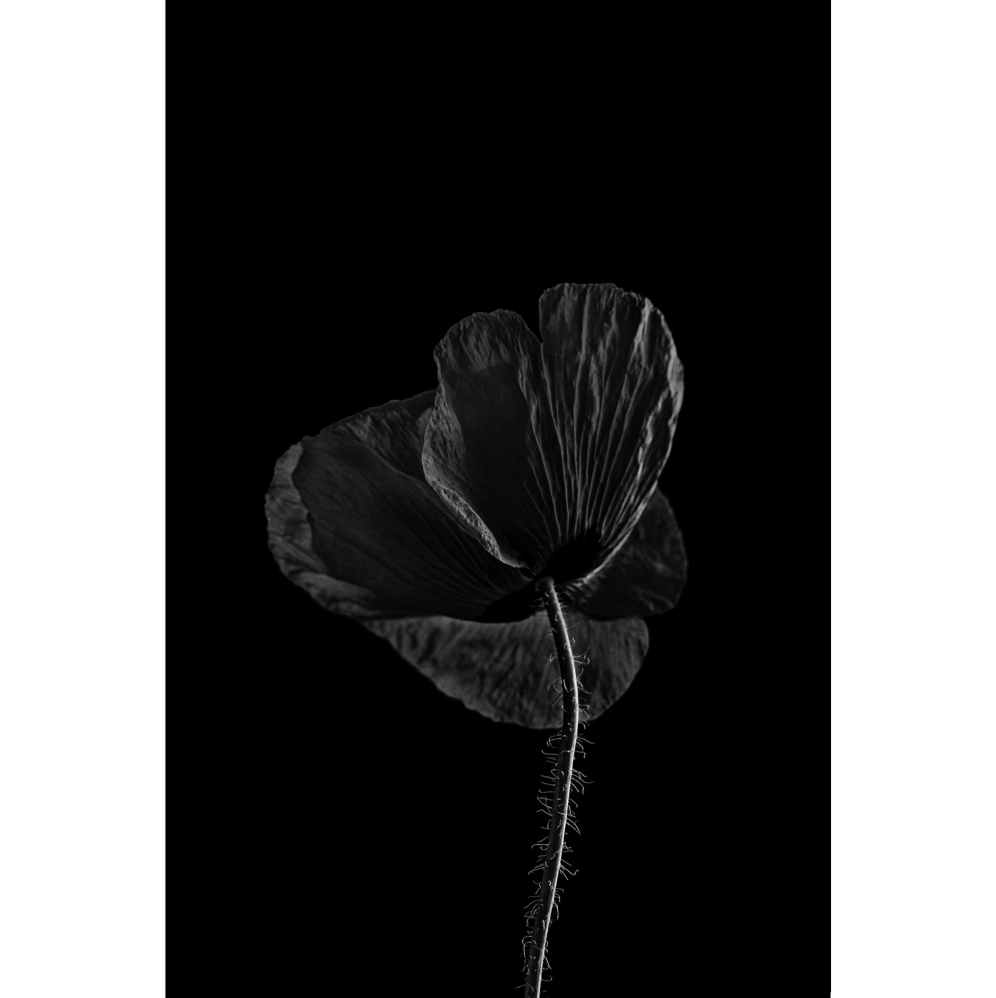 #1 from The Black Poppies