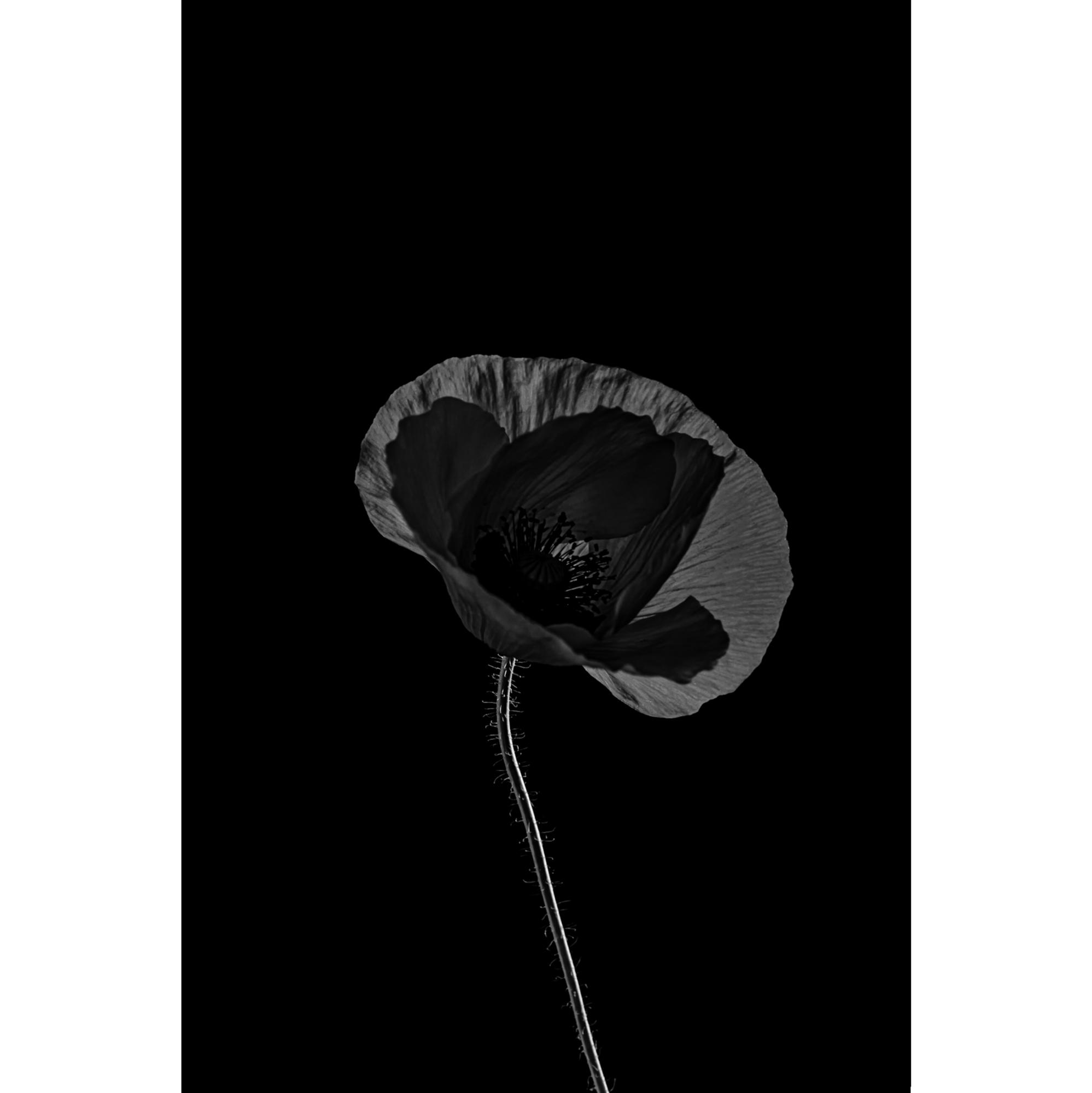 #2 from The Black Poppies