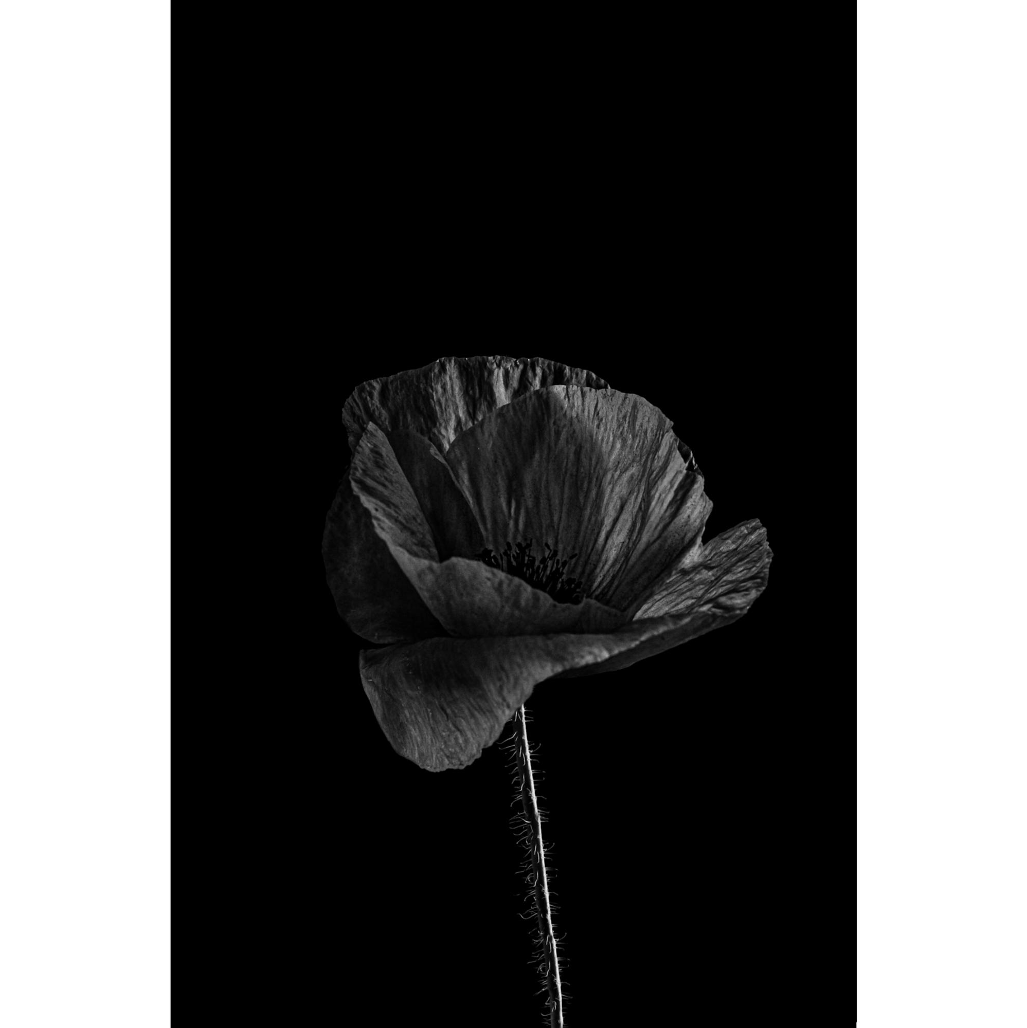 #3 from ‘The Black Poppies’