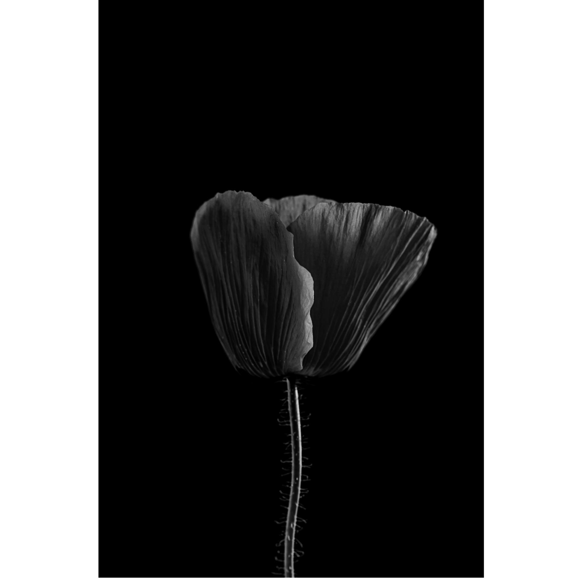 #4 from ‘The Black Poppies’