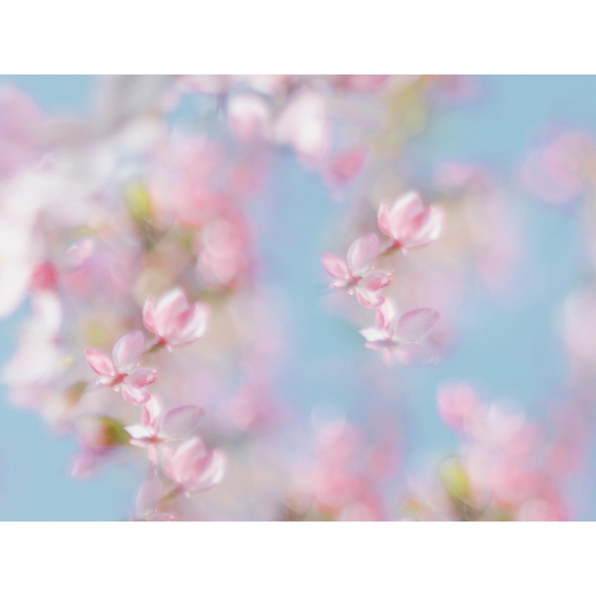 Hope in bloom #1