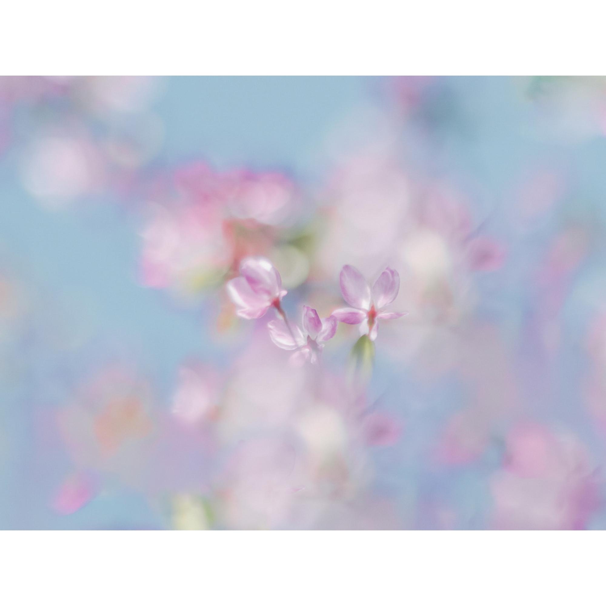 Hope in bloom #2