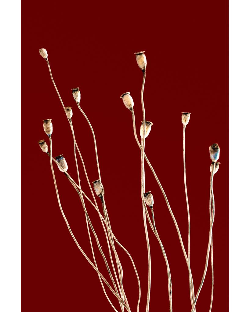 Poppies