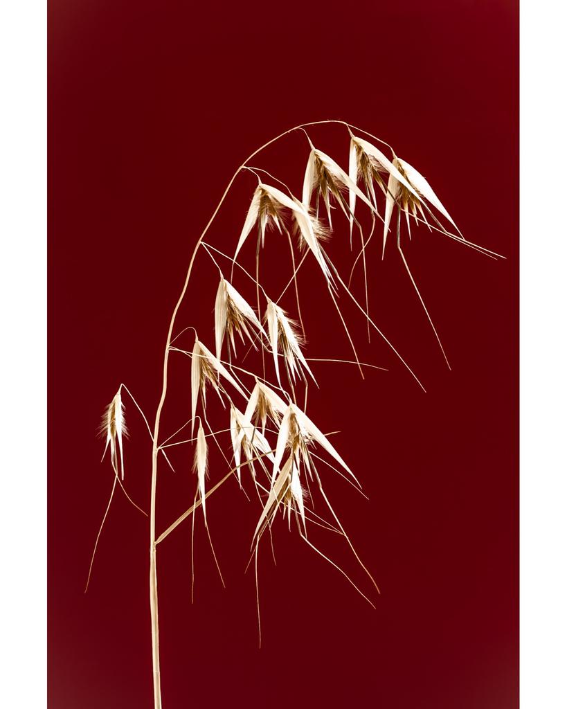 Wild oat