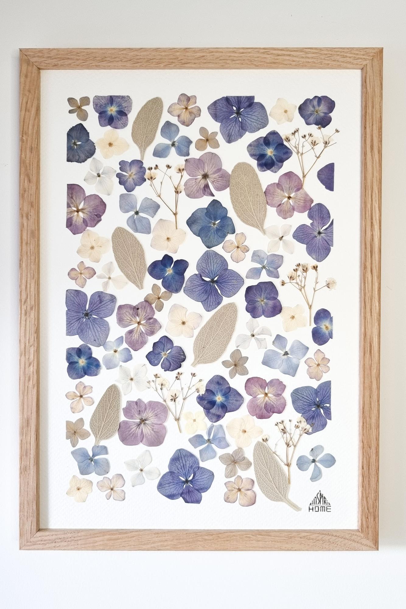 Herbier hortensia