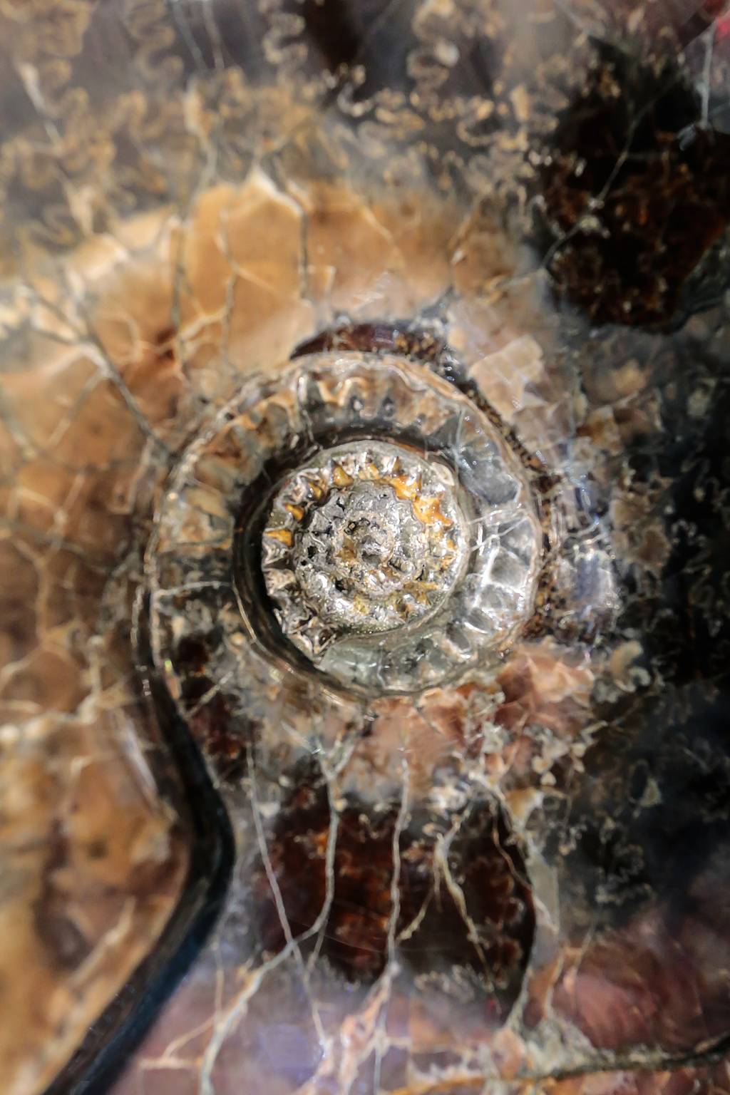 BAROQUE SHELL 005