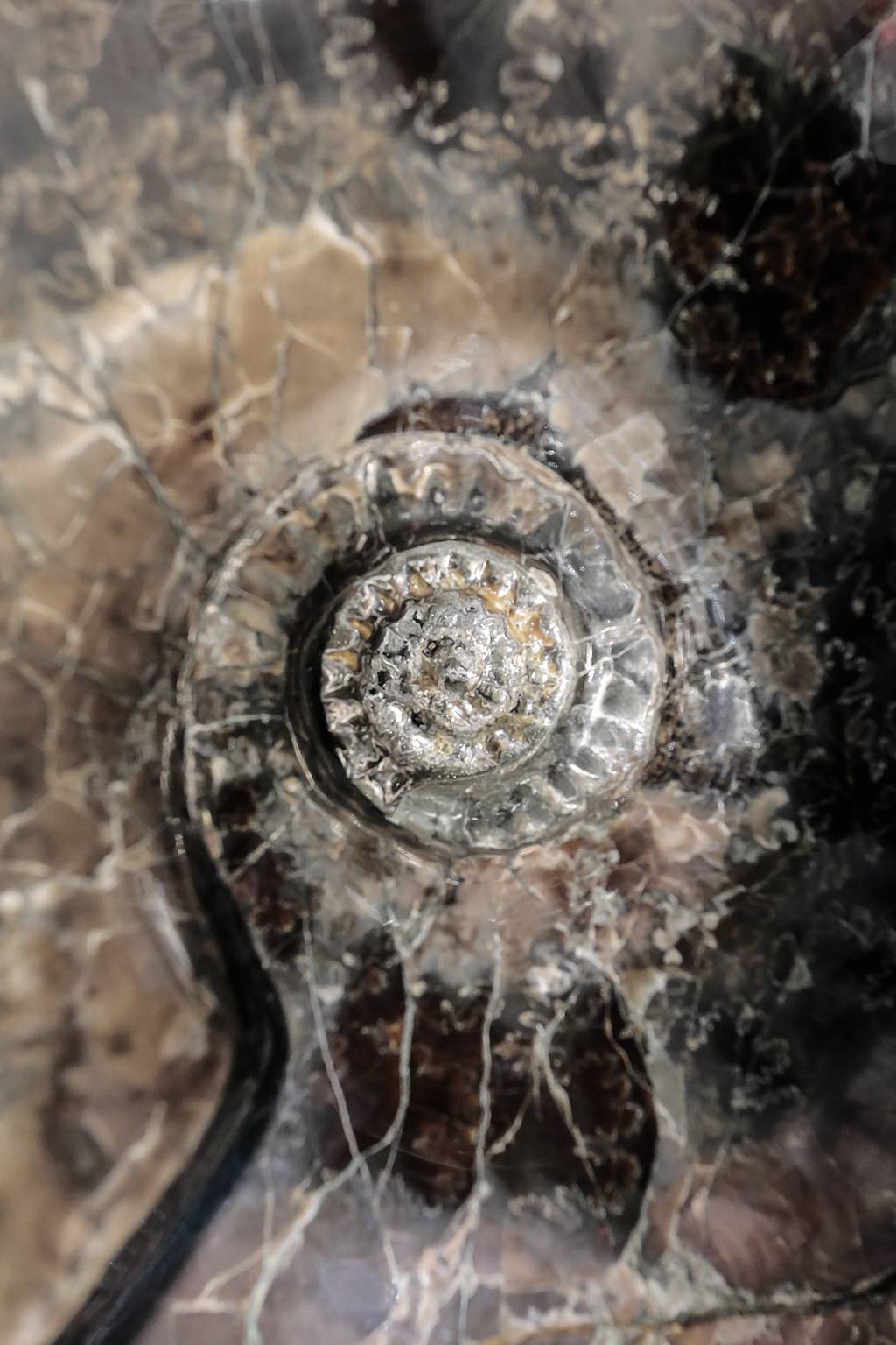 BAROQUE SHELL 004
