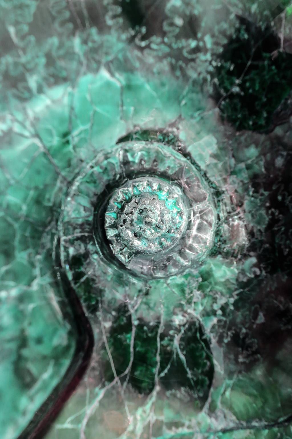 BAROQUE SHELL 003