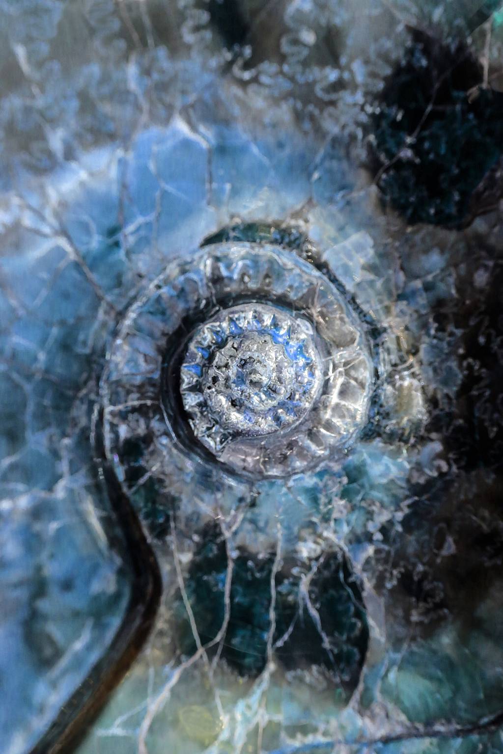 BAROQUE SHELL 002