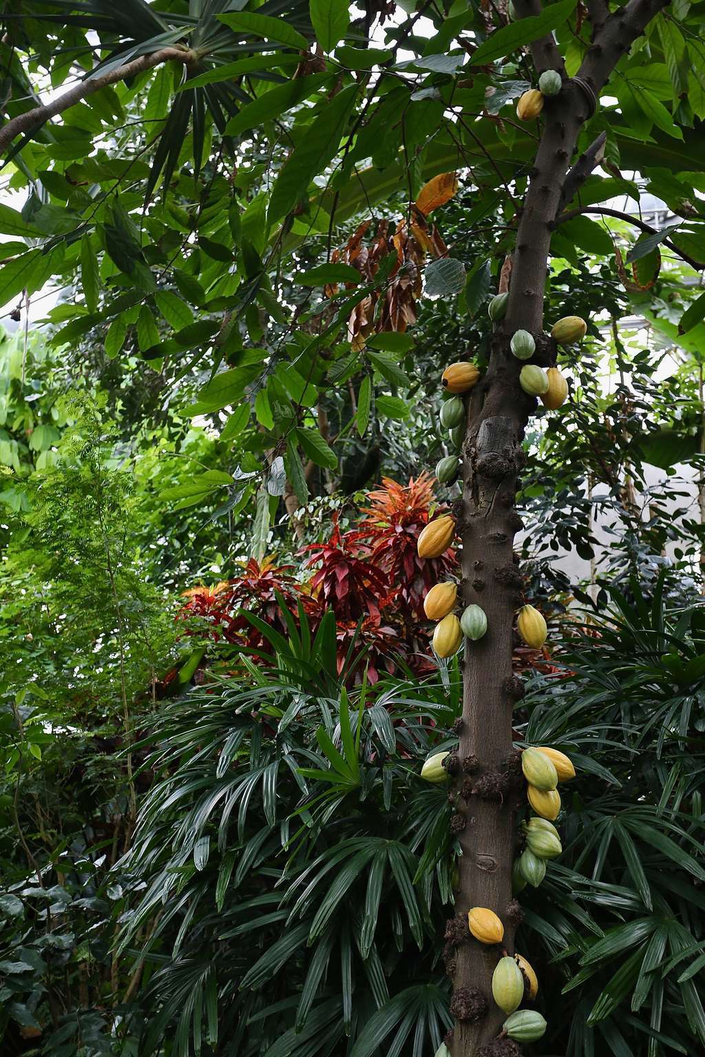 TROPISCHES PARADIES 004