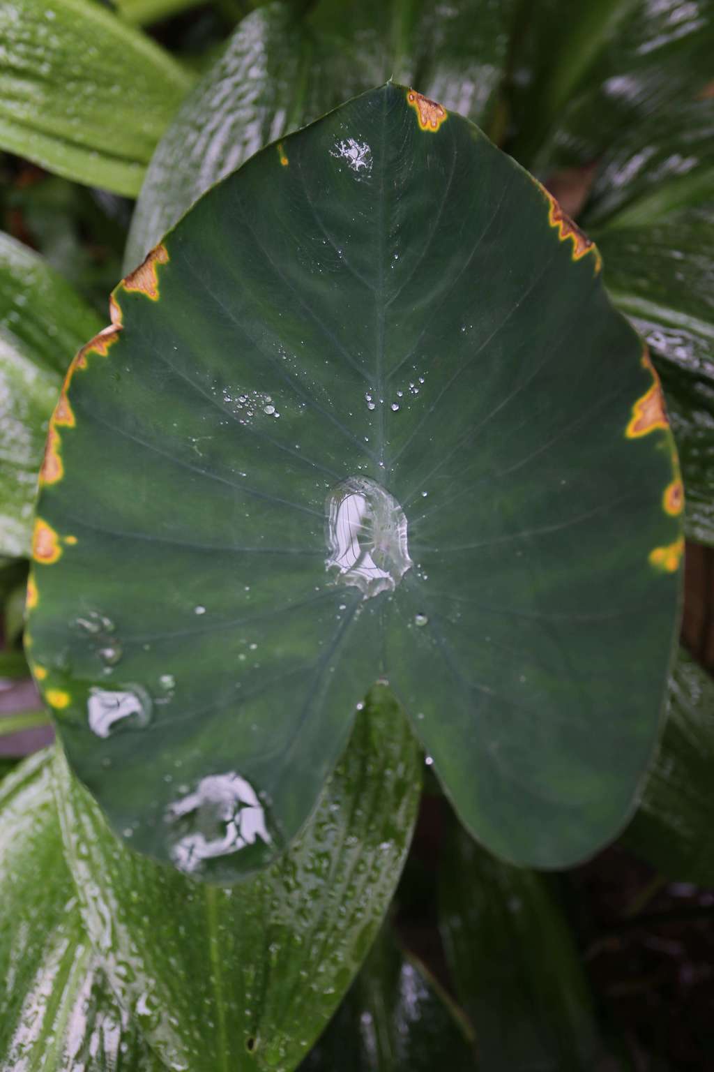 TROPISCHES PARADIES 003