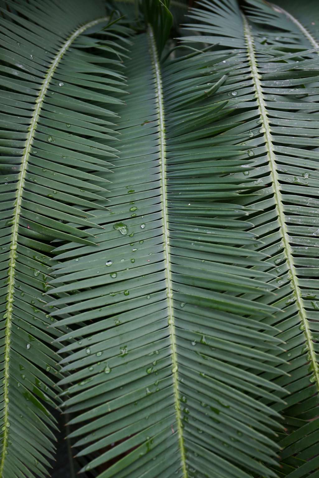 TROPISCHES PARADIES 002