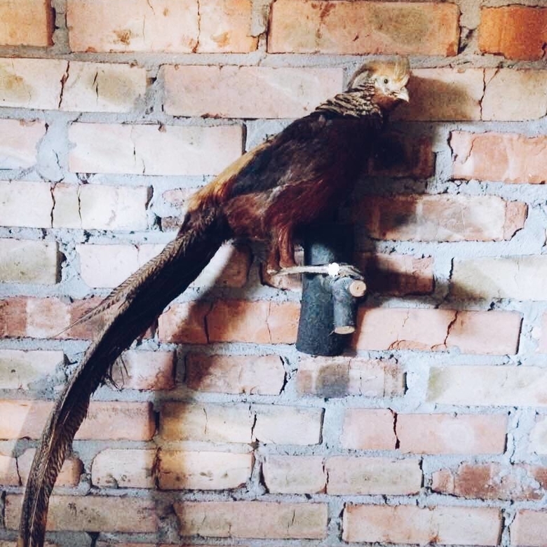 Чучело фазан настінний TX-004