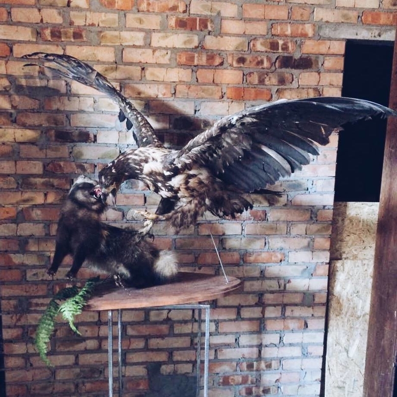 Чучело орел та куниця TX-005