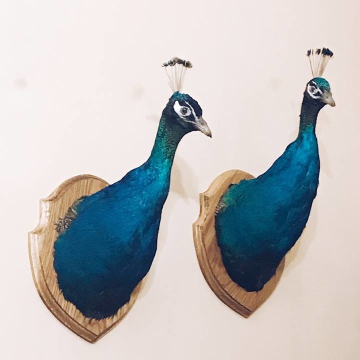 Чучело голова павича настінна TX-007