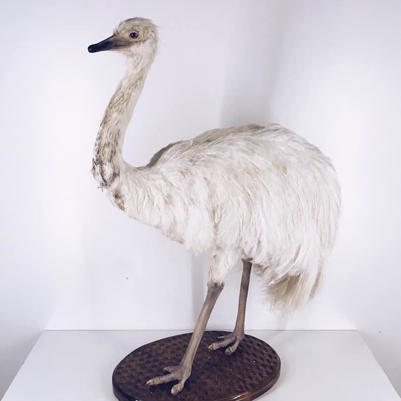 Чучело нанду TX-002