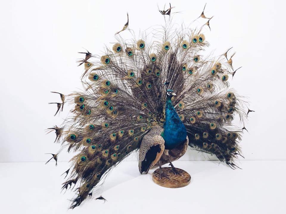 Чучело павич з рокритим хвостом TX-001