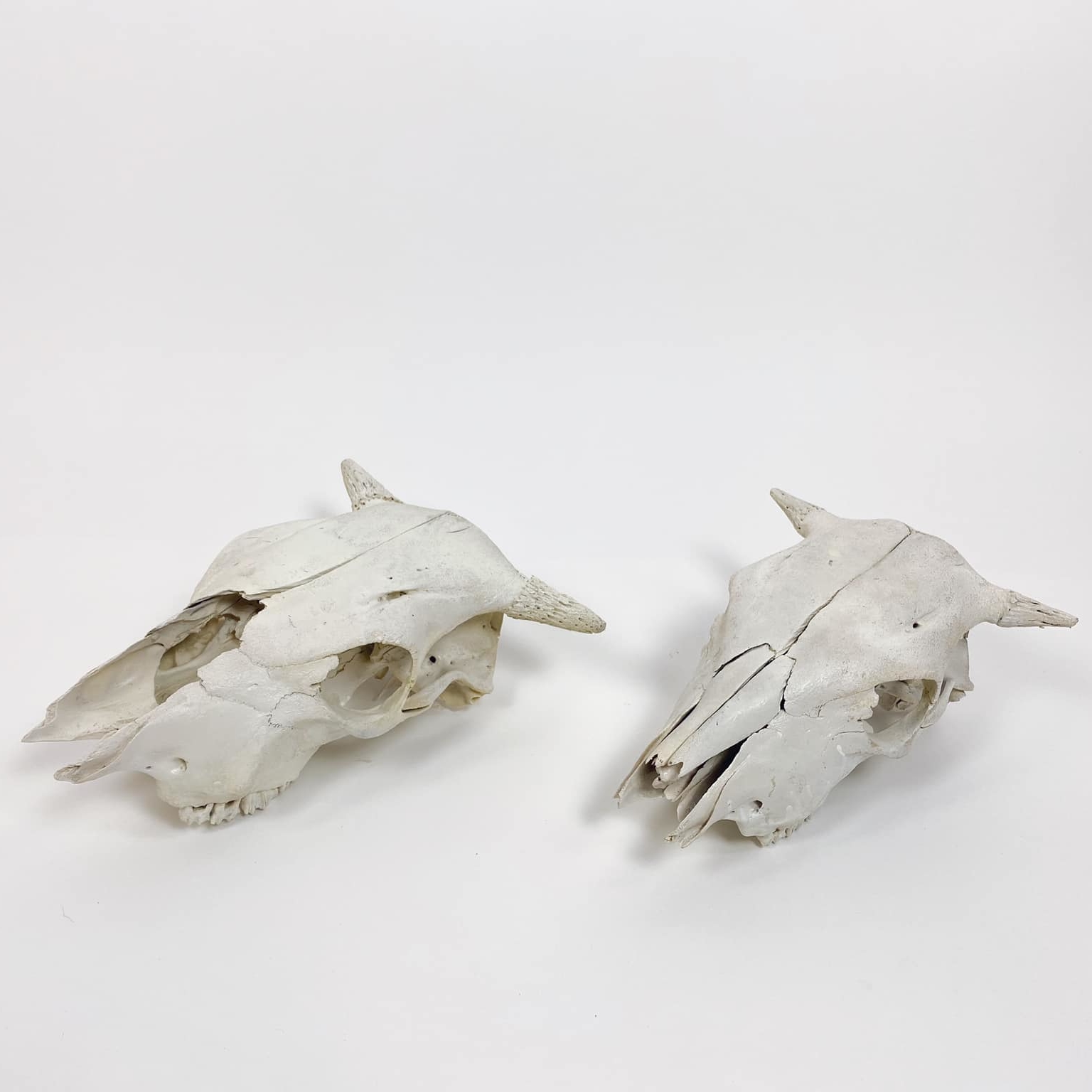 Череп корови SK-001