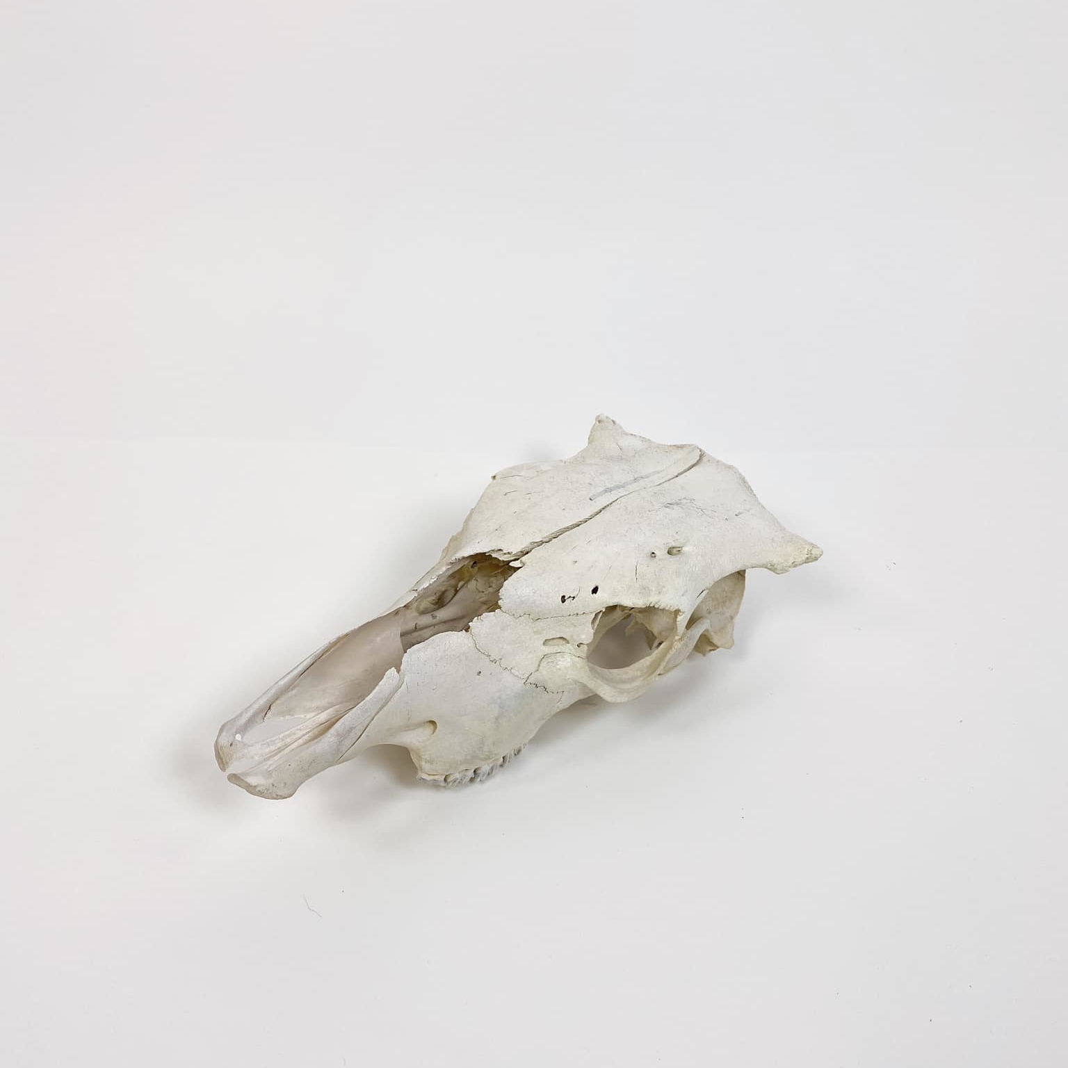 Череп корови SK-002