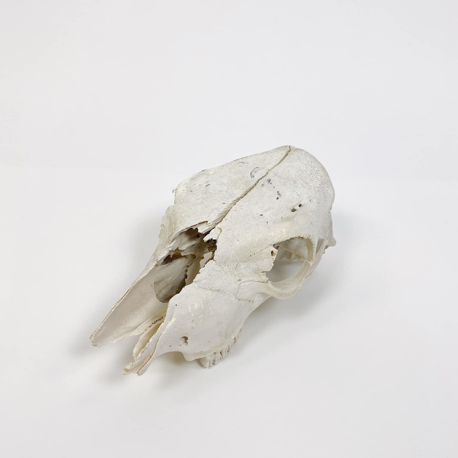 Череп корови SK-003