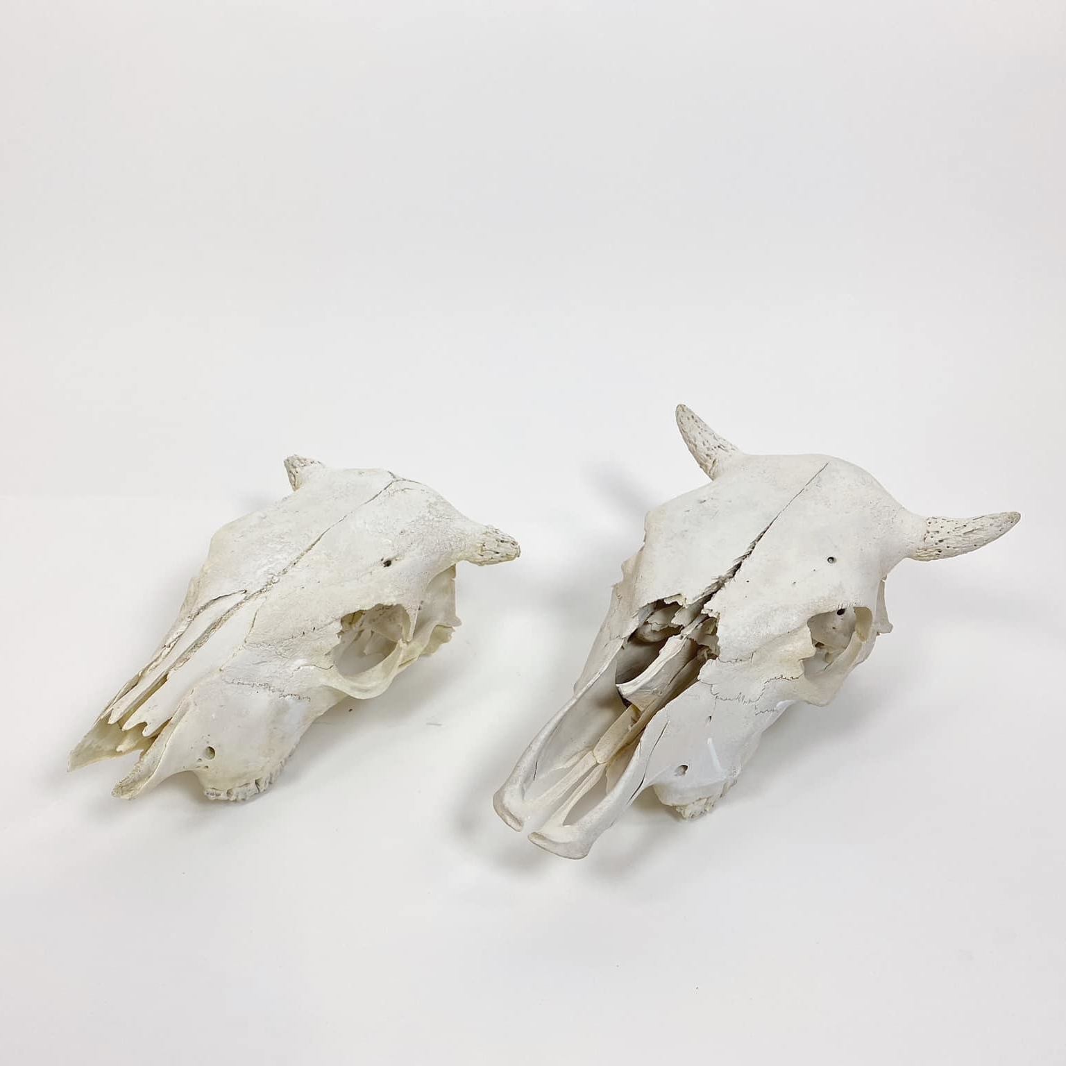 Череп корови SK-004