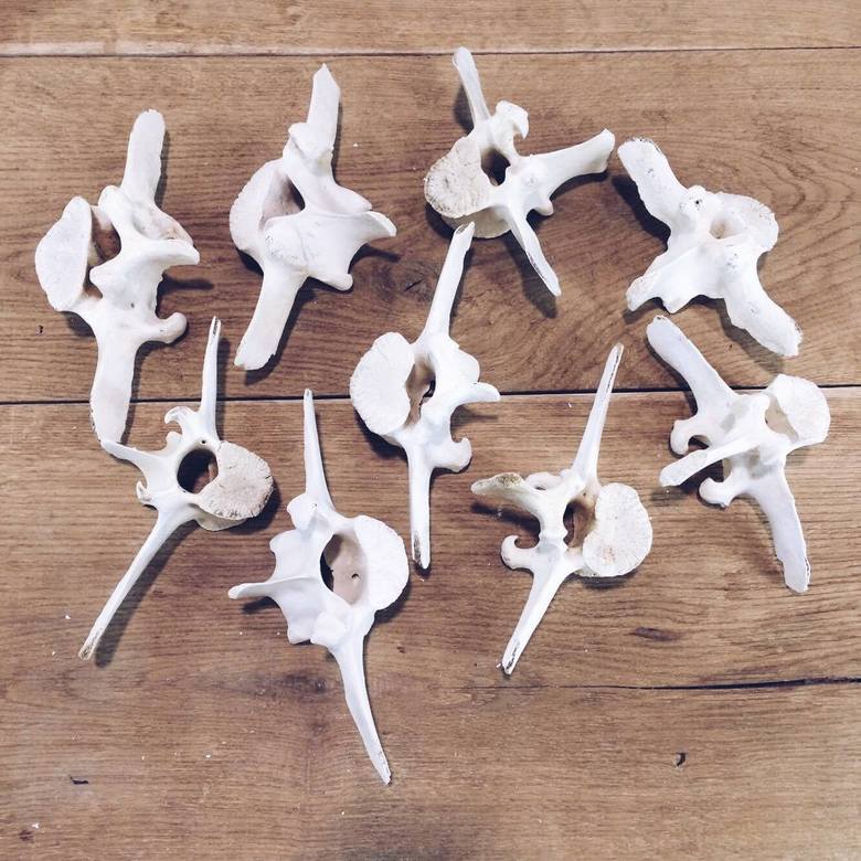 Кістки різні хребет SK-006