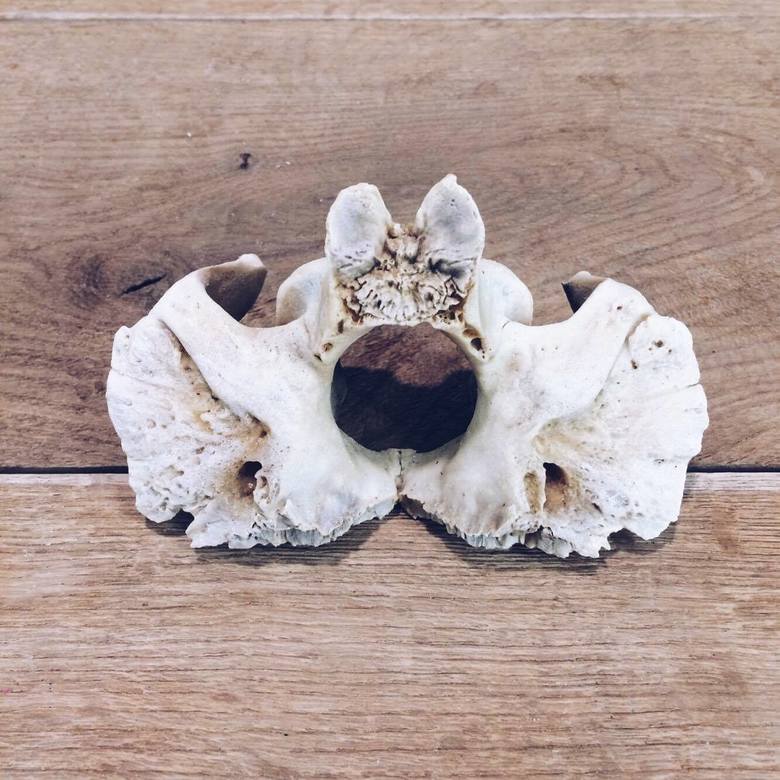 Кістки різні хребет великі  SK-010