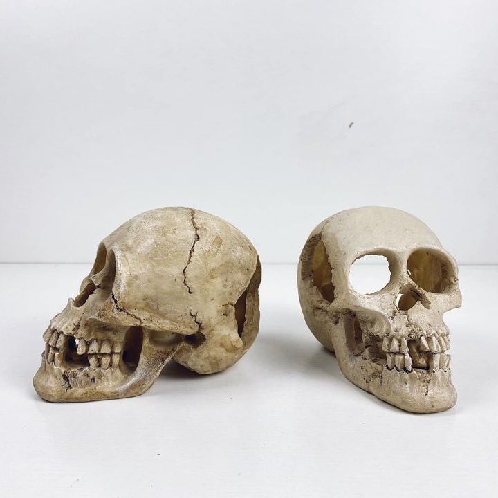 Череп людини малий полімер SK-011