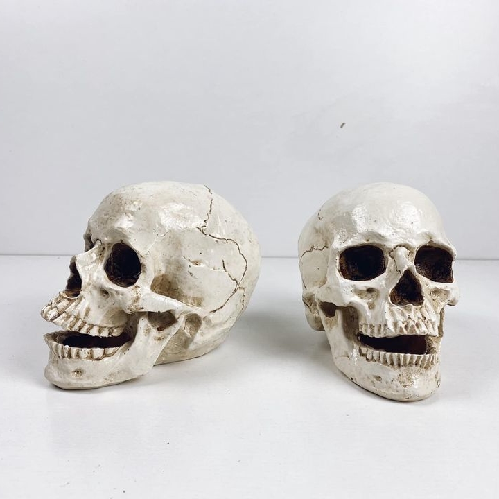 Череп людини полімер SK-012