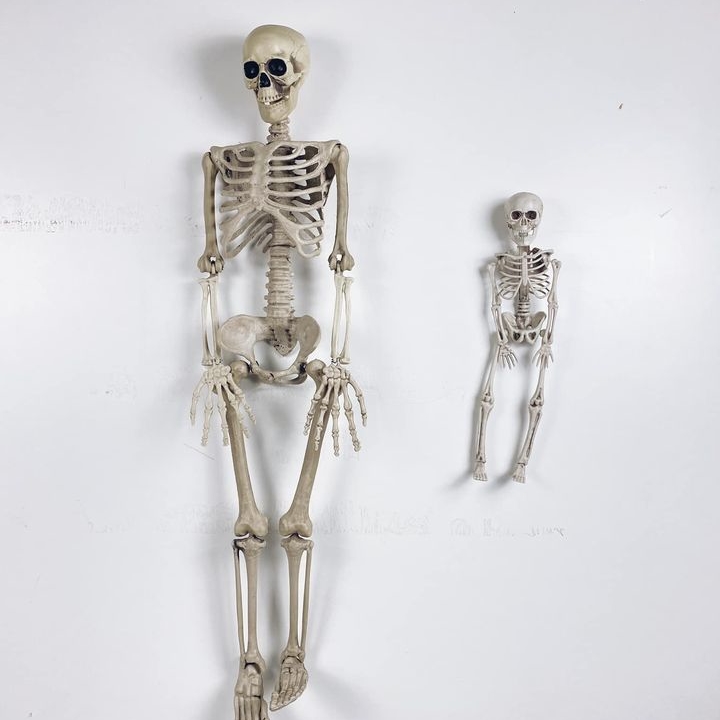 Скелет людини муляж полімер SK-013