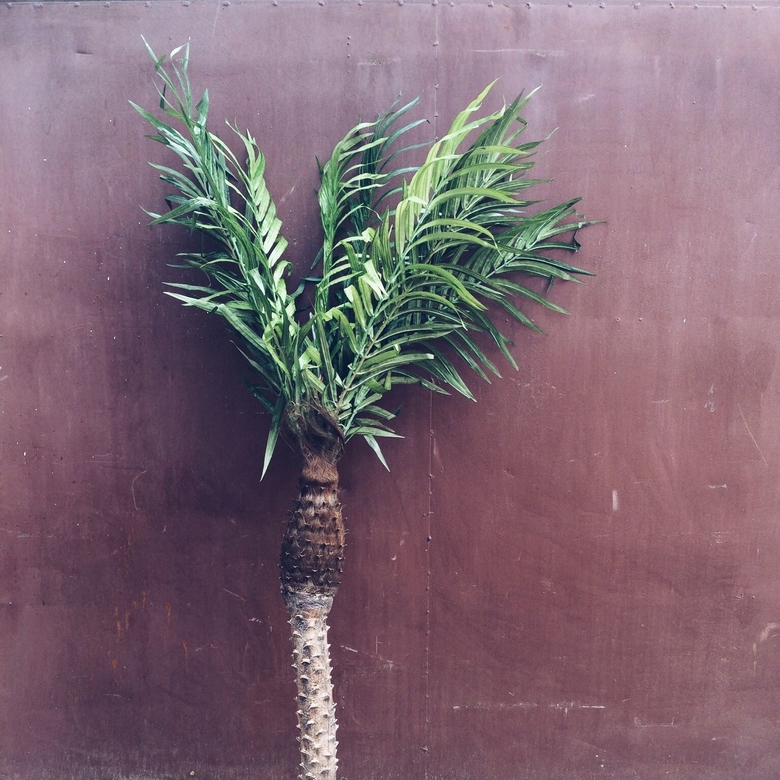 Пальма фінікова FW-001