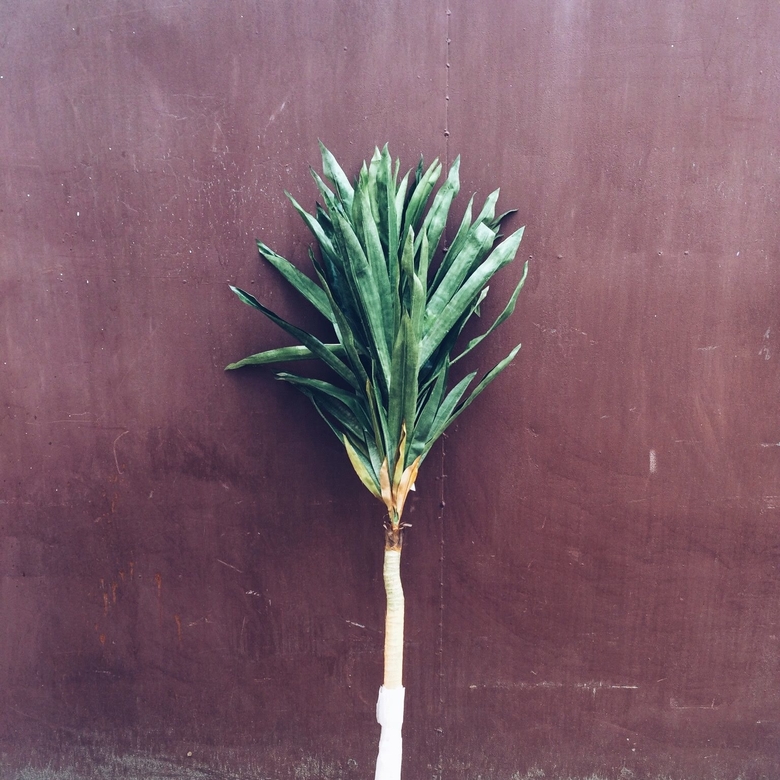 Юкка 1,5 м FW-004