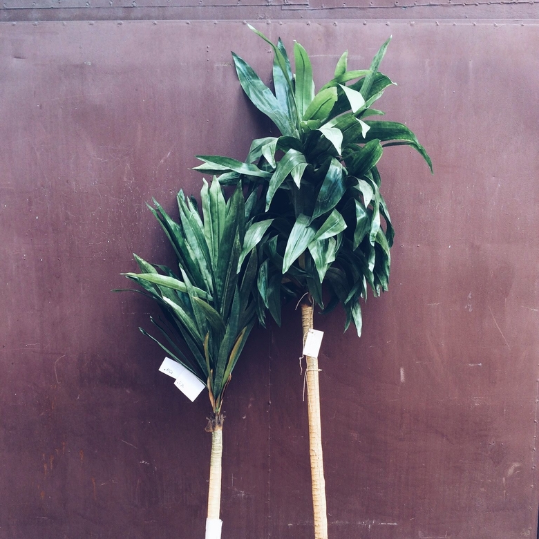 Юкка 1,9 м FW-002