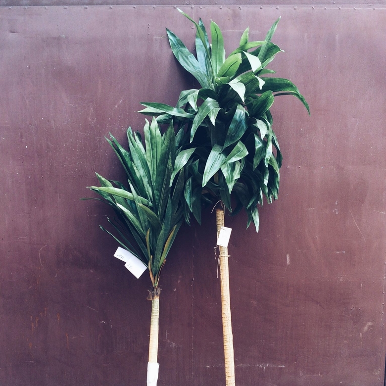 Юкка 2,5 м FW-097