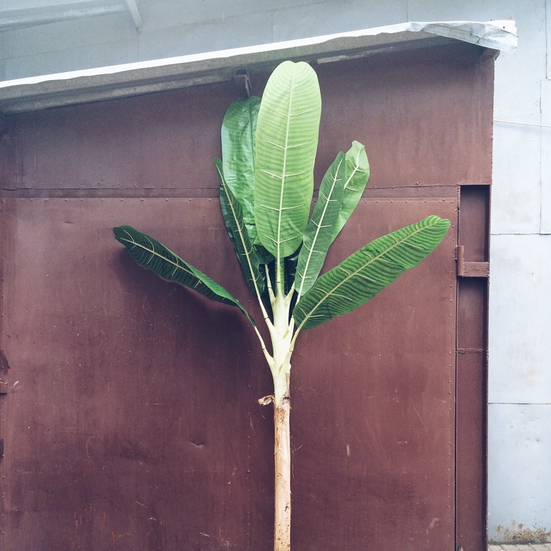 Банан 2,5 - 2,7 м FW-005