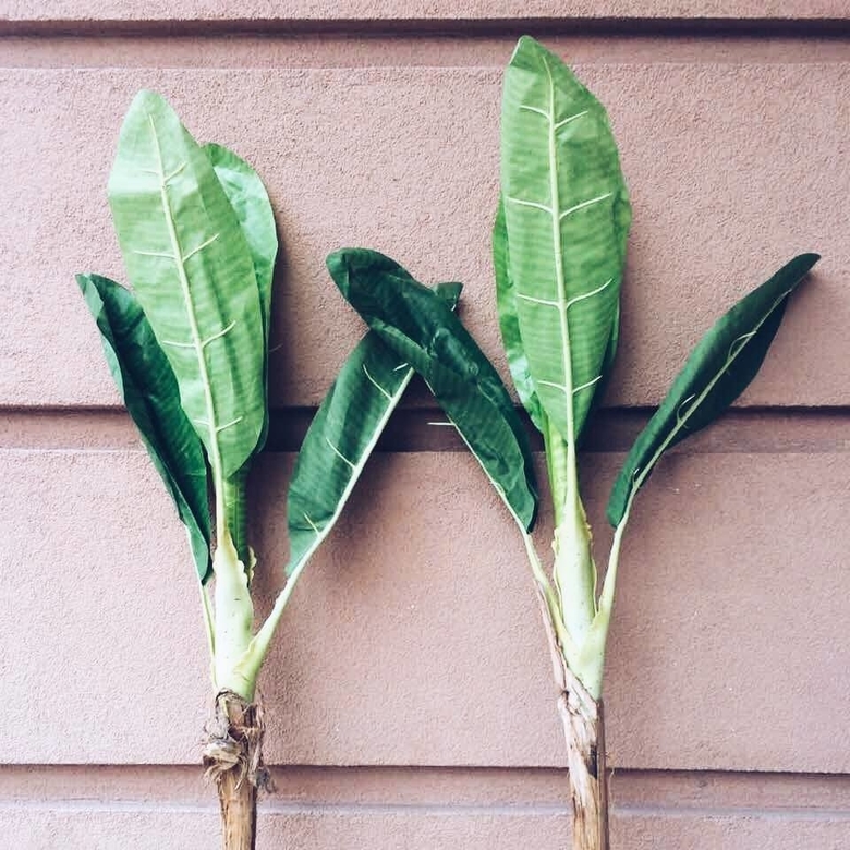 Банан (паростки) 1,2 м FW-017