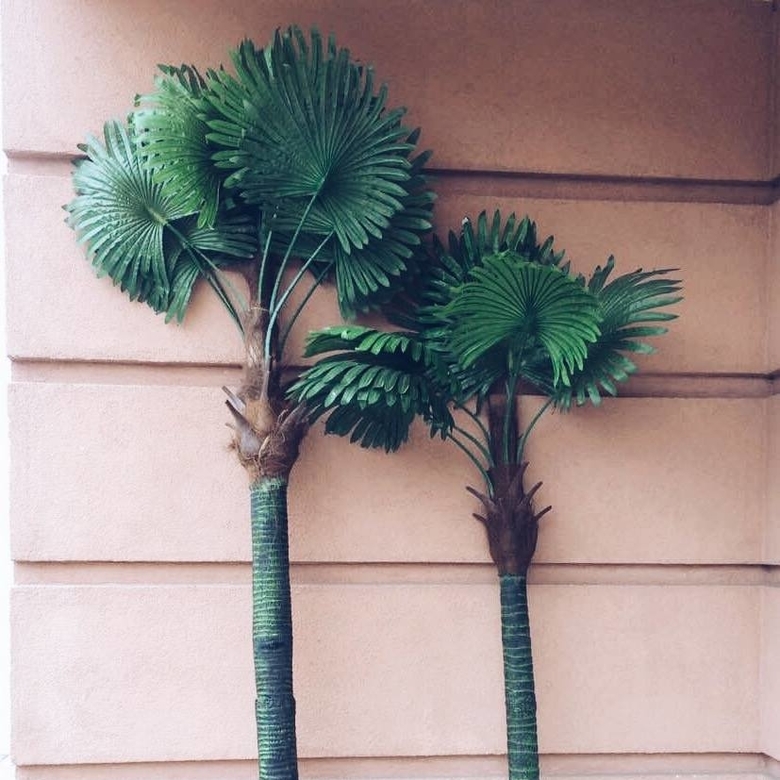 Вашингтонія віялова 2,3 м FW-099