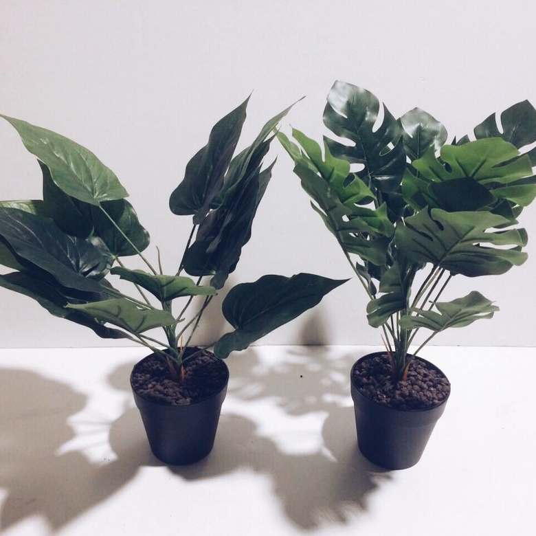 Тропічні рослини (монстера ітд) в кашпо малі FW-008