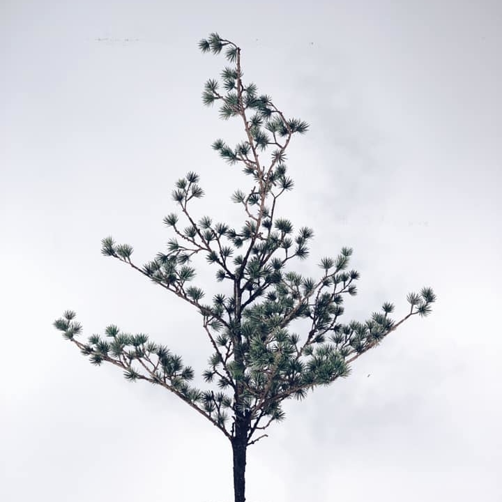 Ялинка в горщику штучна FW-007