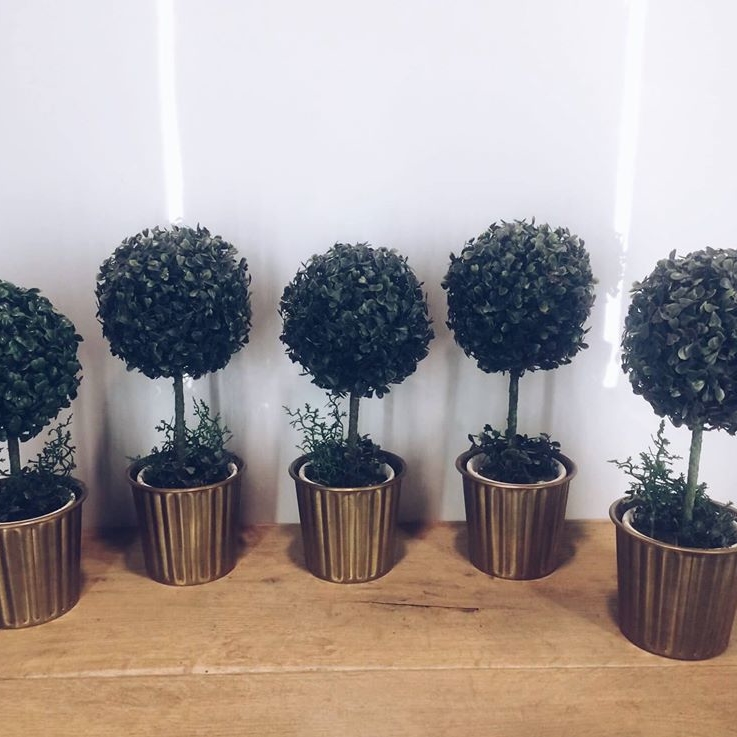 Самшит топіарій малий у декоративному кашпо FW-035