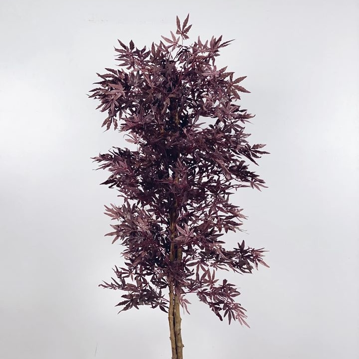 Клен японський пурпуровий 160 FW-102
