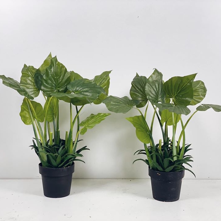 Калладіум №2 в кашпо 75 FW-103